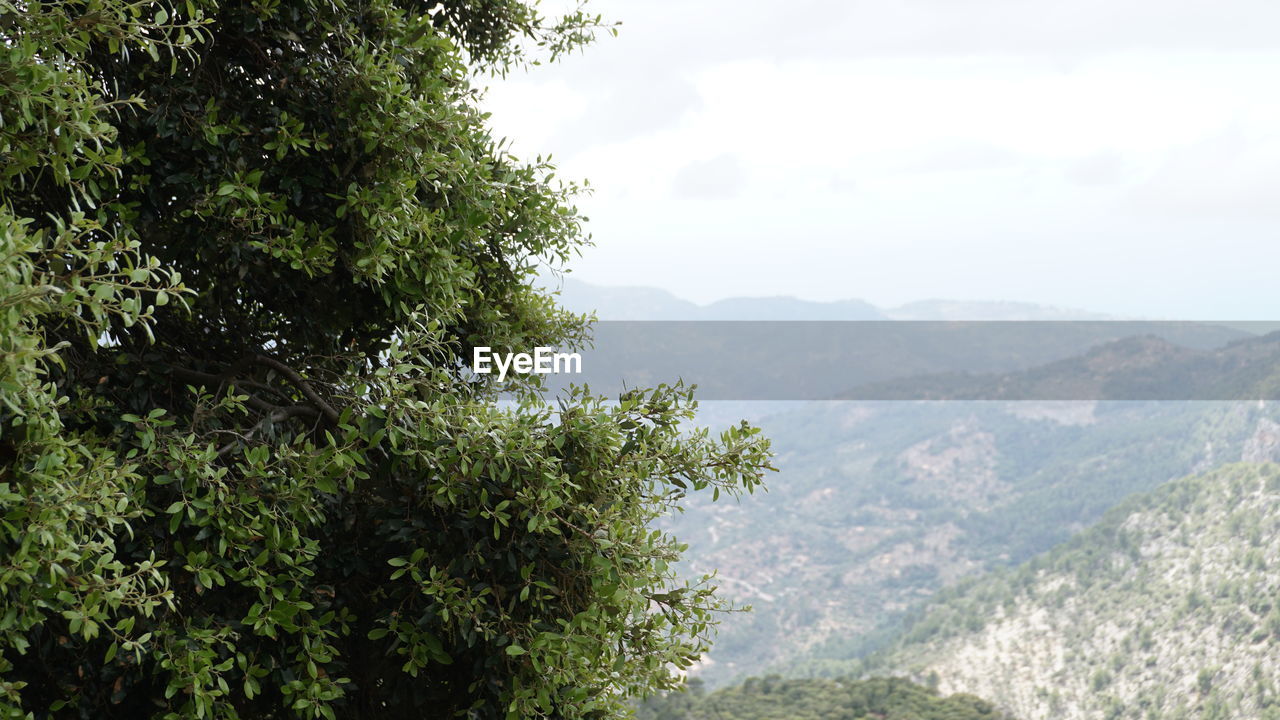 SCENIC VIEW OF TREES AND MOUNTAINS AGAINST SKY