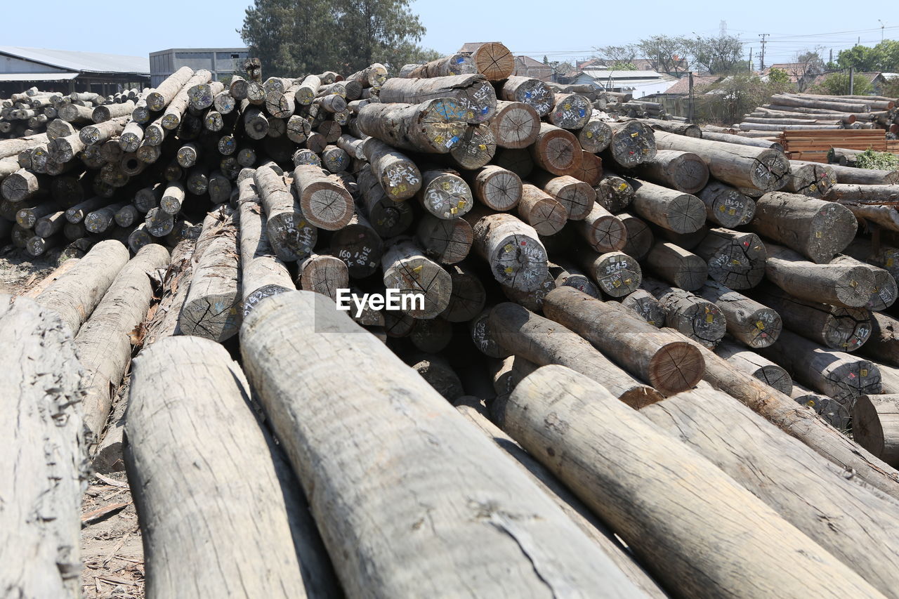 STACK OF LOGS ON TREE IN FOREST