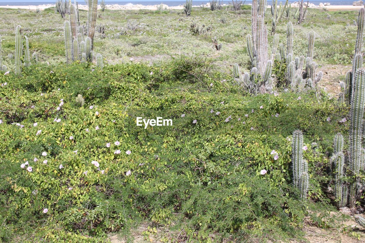 VIEW OF PLANTS GROWING ON FIELD