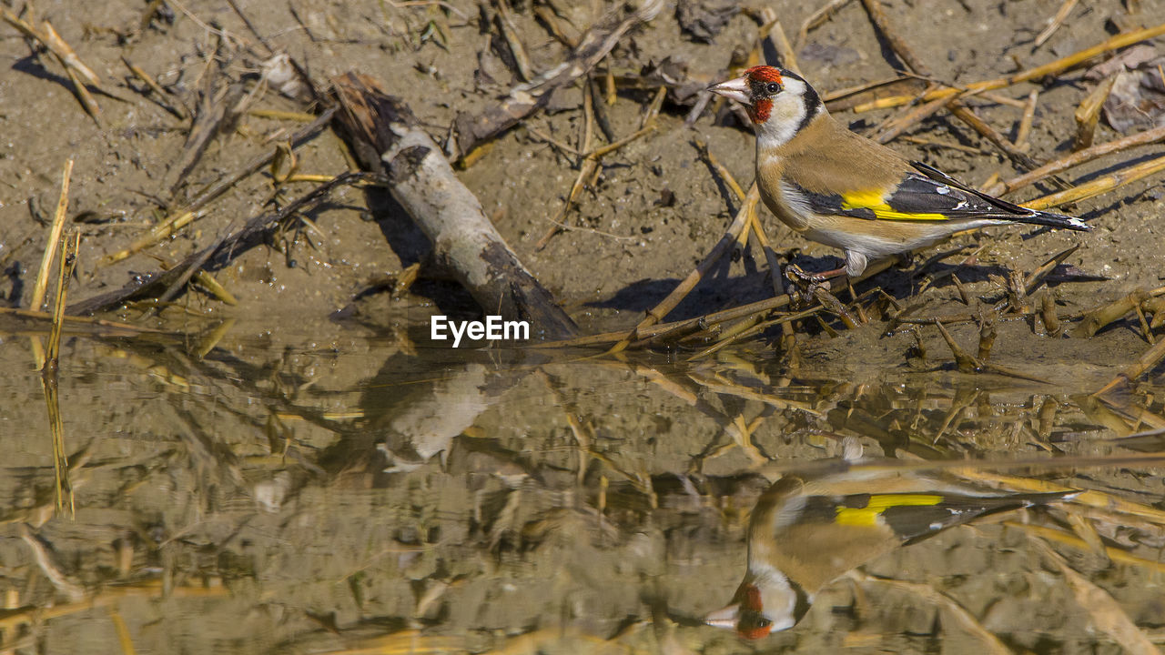 Side view of bird perching on dry plant by water