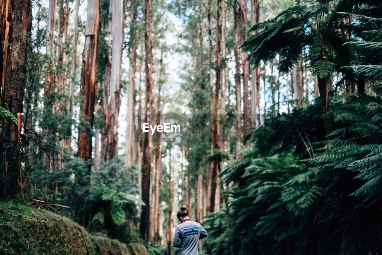 Rear view of man walking amidst trees in forest