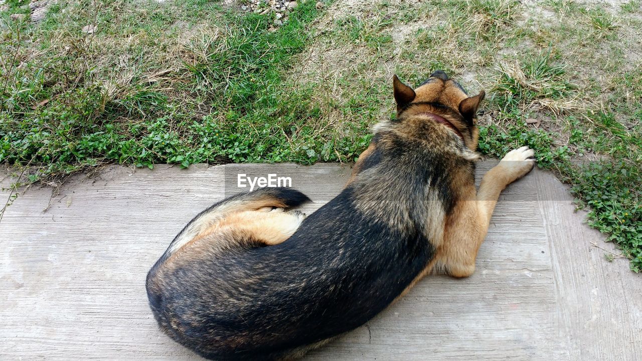 HIGH ANGLE VIEW OF DOG LYING ON GRASSLAND