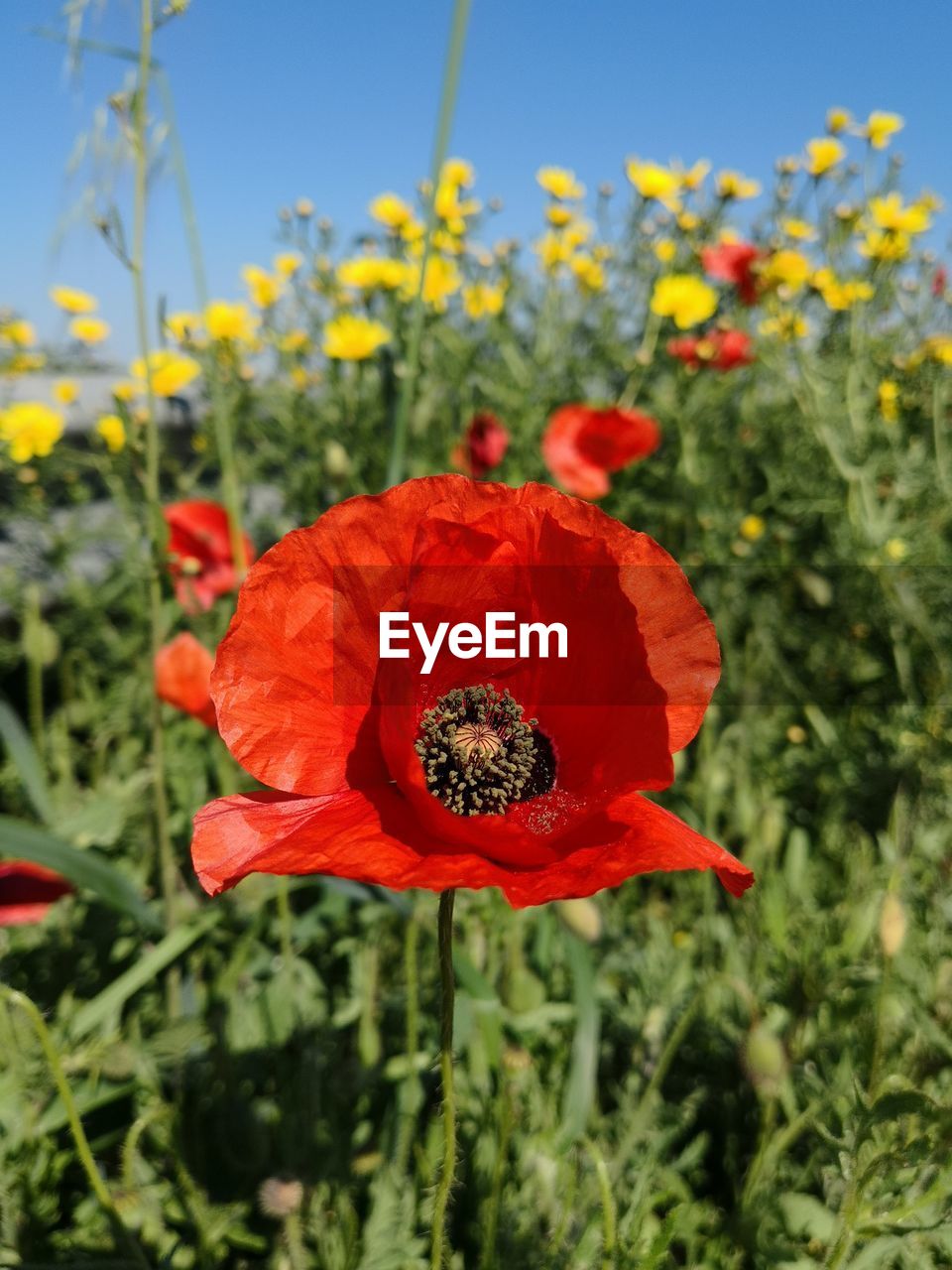 CLOSE-UP OF RED POPPY FLOWER