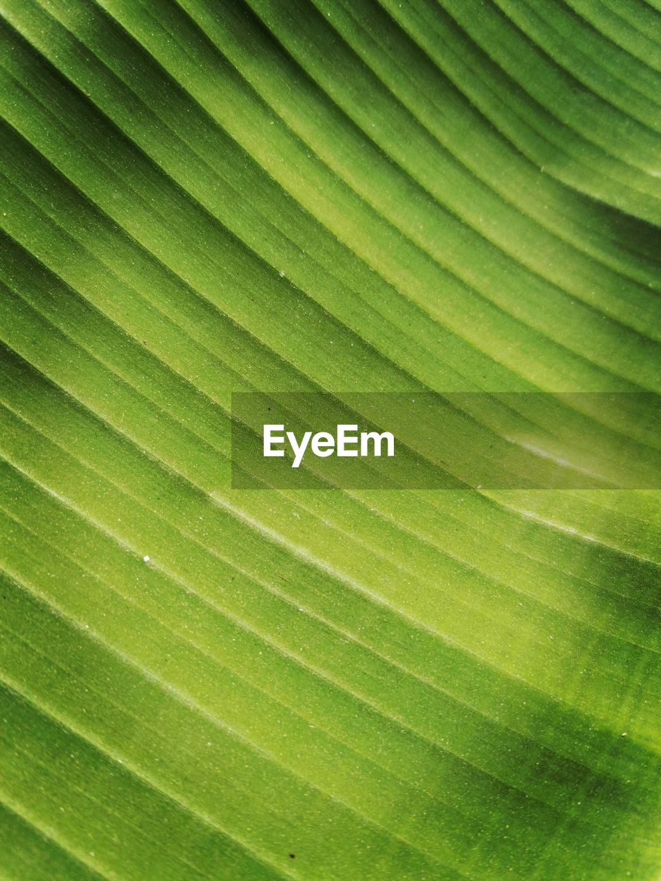 FULL FRAME OF PALM LEAVES