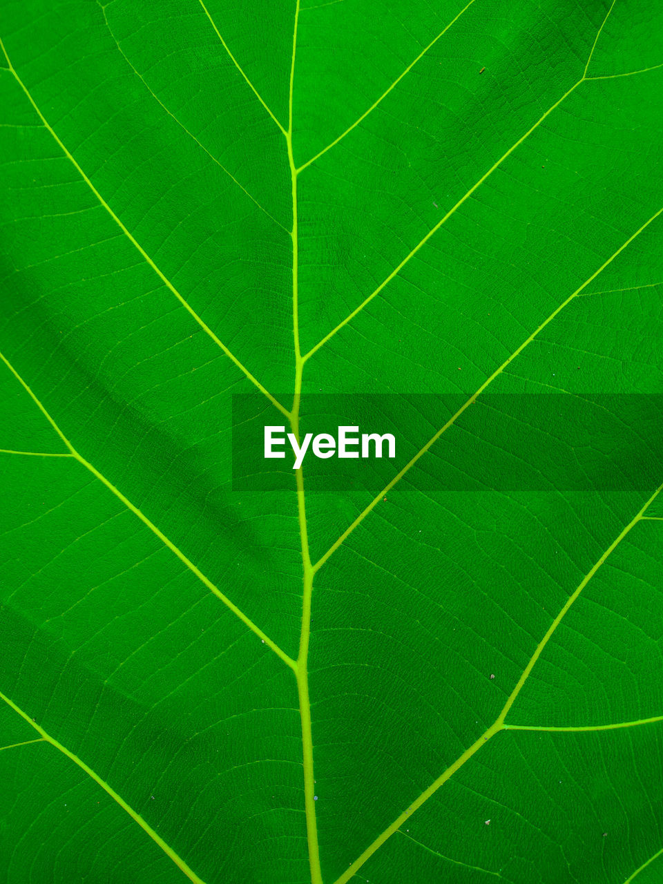 Leaf is evergreen