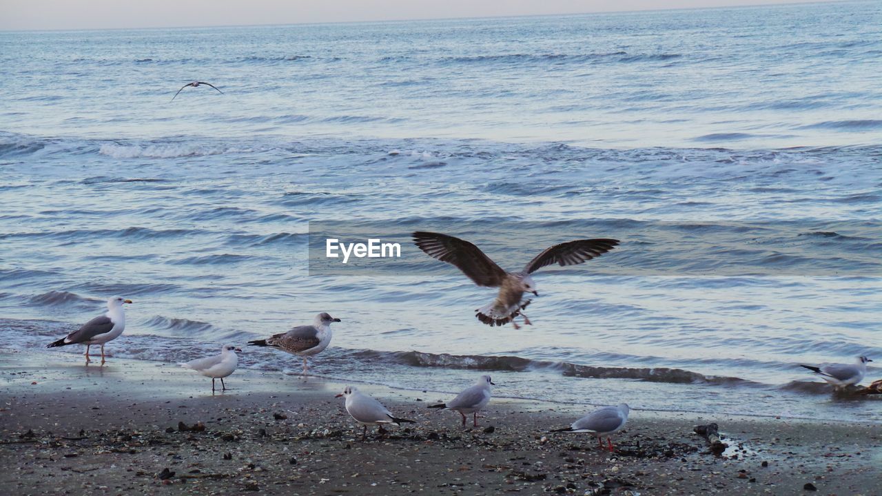 Seagulls on shore