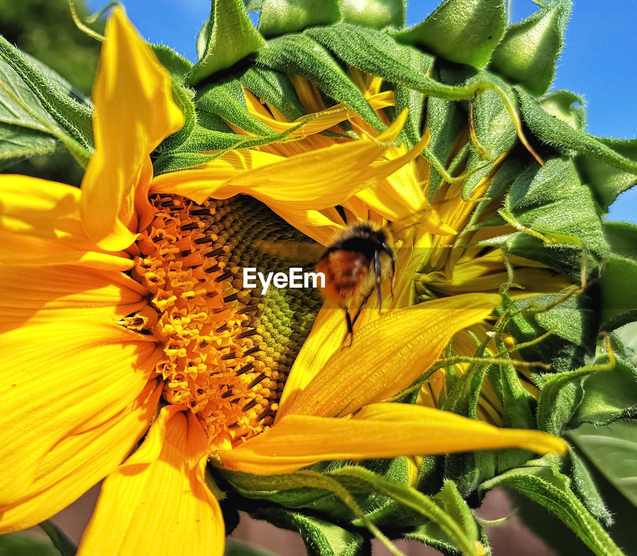 CLOSE-UP OF BEE ON SUNFLOWER