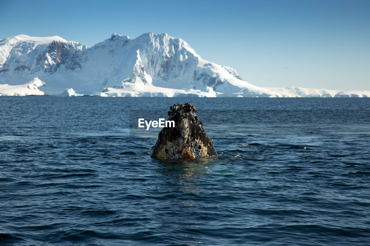 Head of humback whale close with snowcapped mountains in the background at sunny day in antarctica.