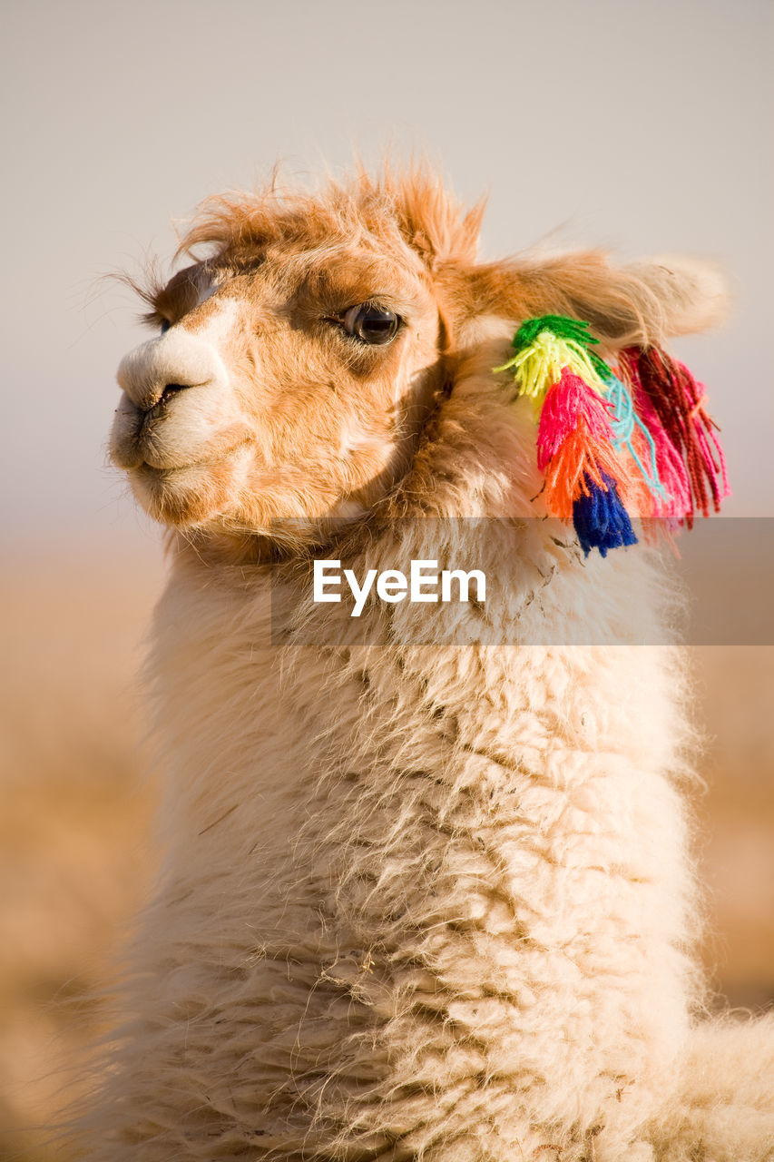 Alpaca in a oasis in the atacama desert, tambillo, atacama desert, chile, south america