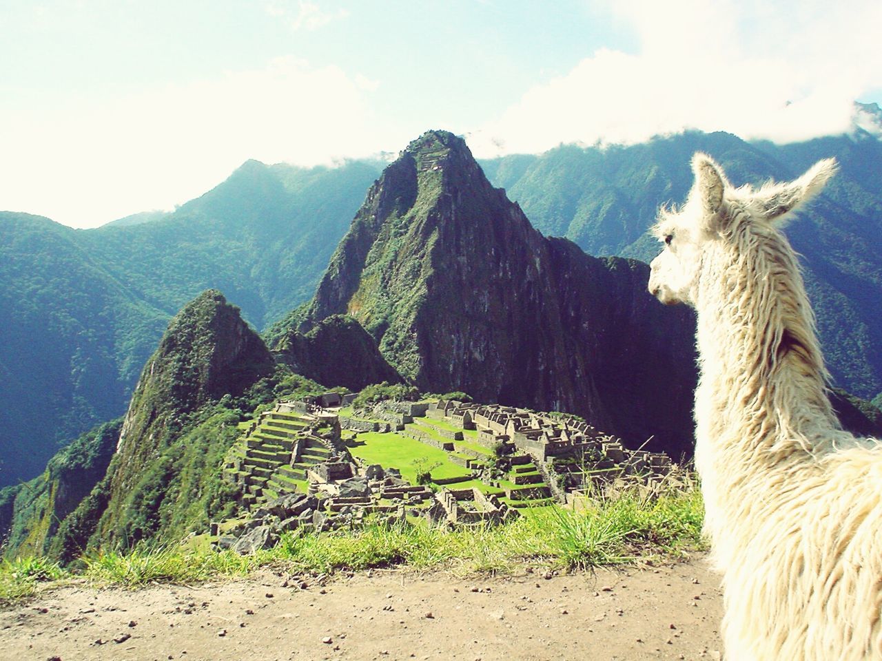 Llama on field by mountain