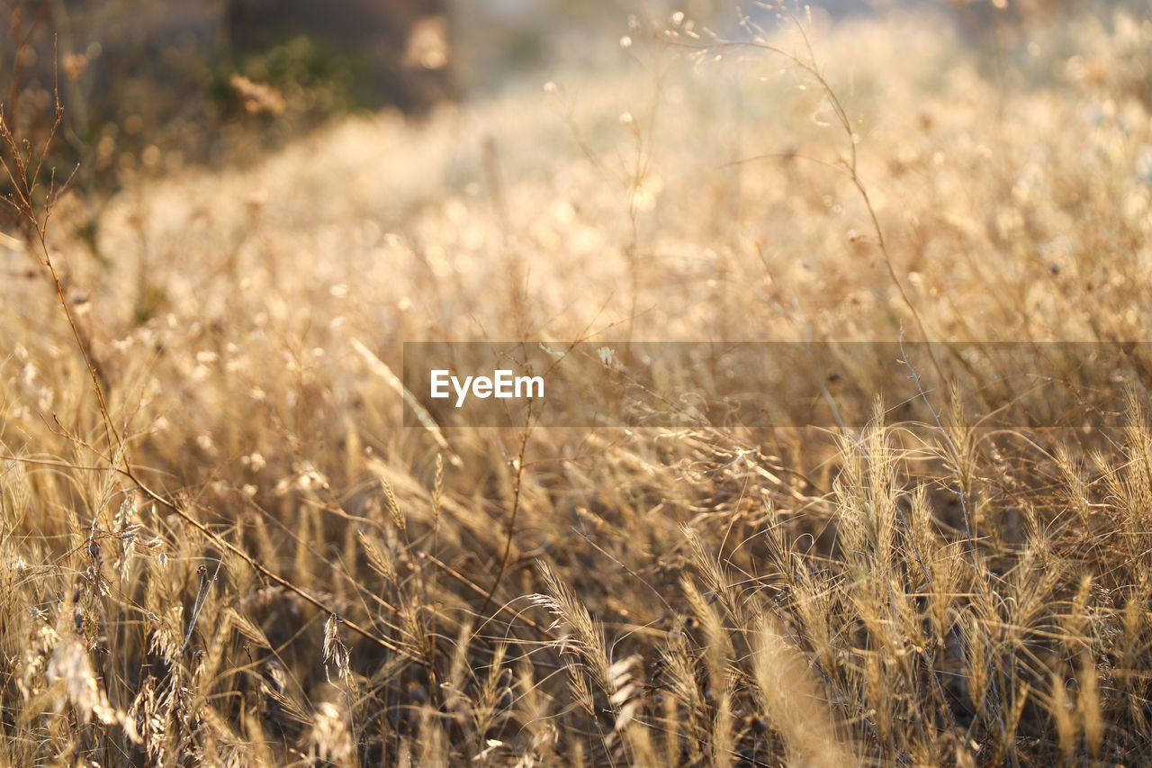 Close-up of wheat growing on field