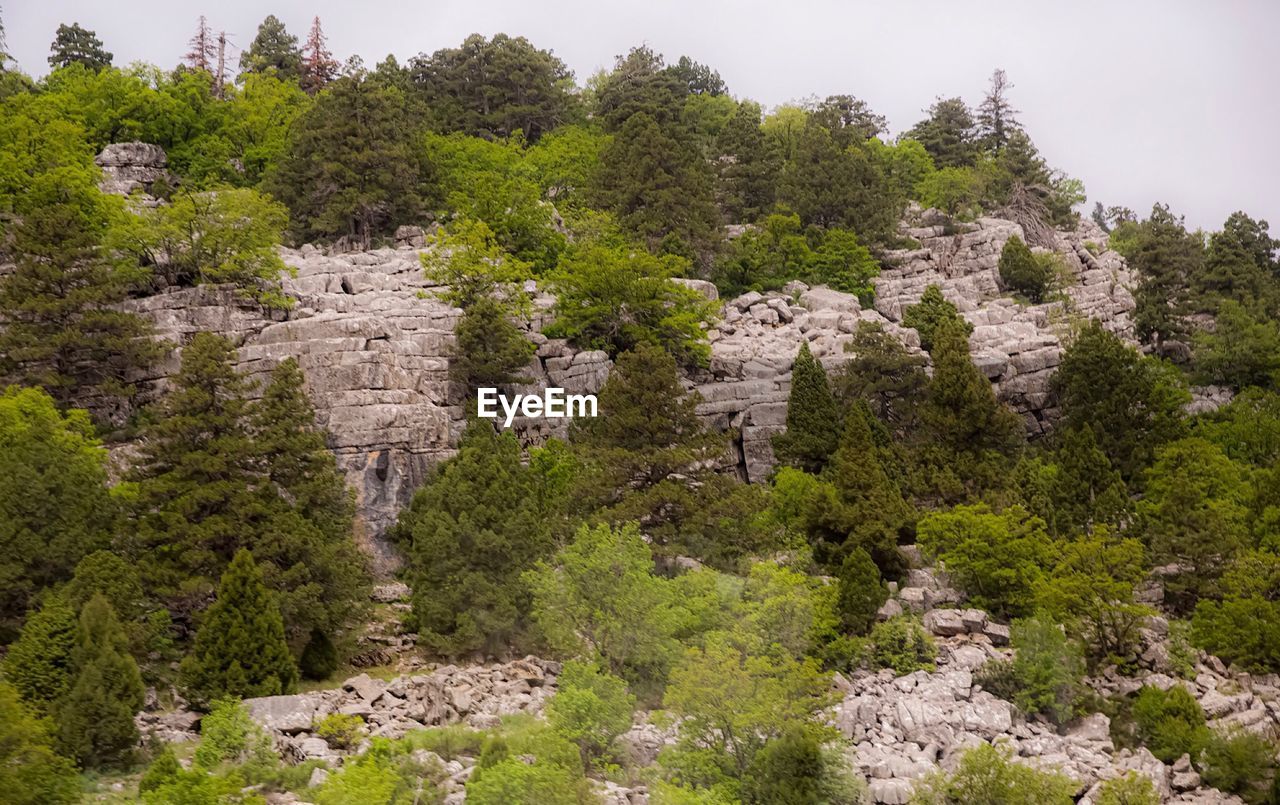 Scenic view of forest against sky