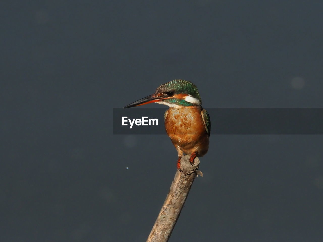 BIRD PERCHING ON A BRANCH