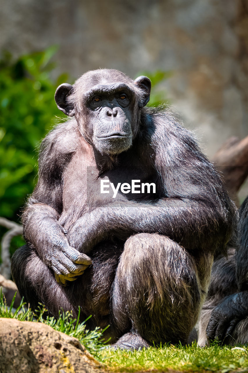 Portrait of a chimpanzee