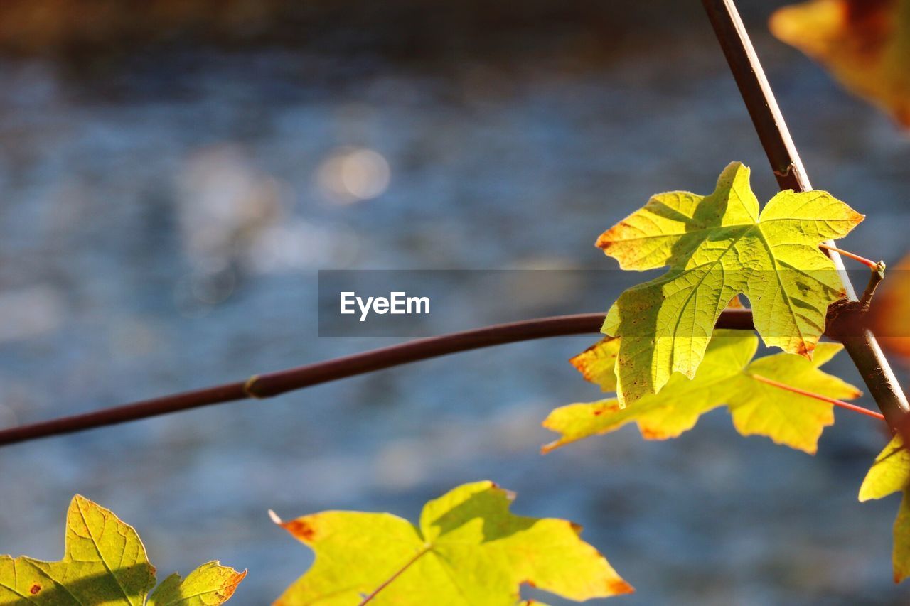 CLOSE-UP OF YELLOW MAPLE LEAVES DURING AUTUMN