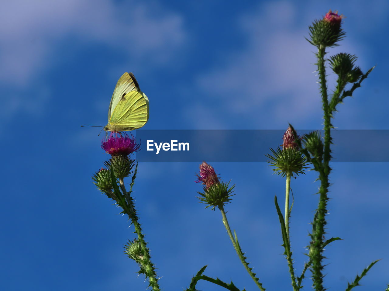 Close-up of insect on flower against blue sky