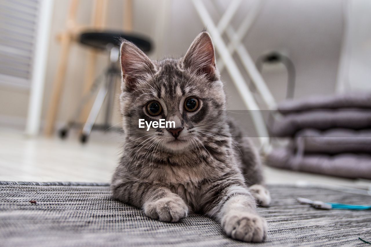 Close-up portrait of a kitten