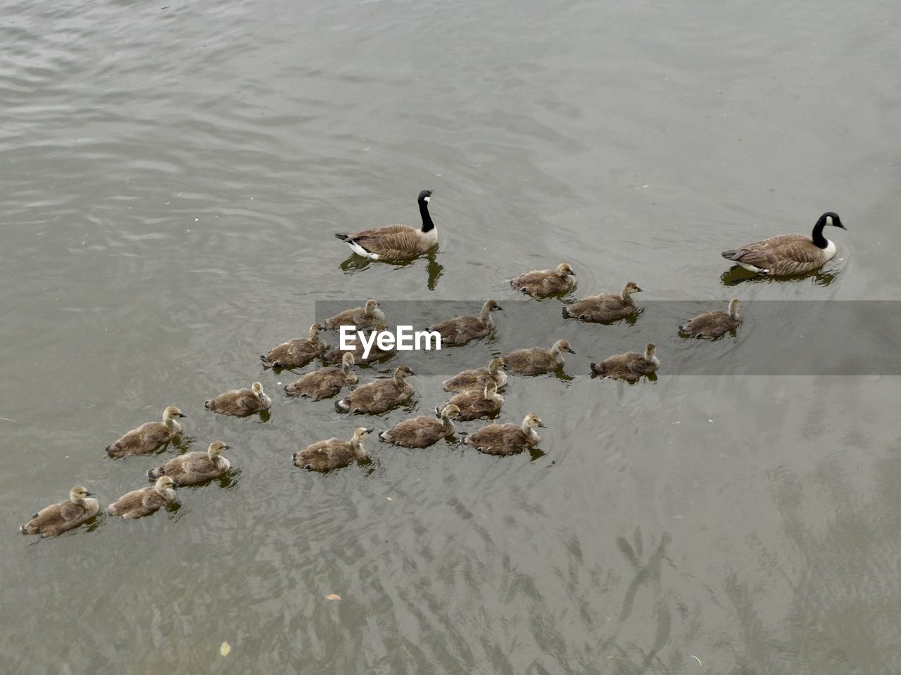 HIGH ANGLE VIEW OF BIRDS ON LAKE