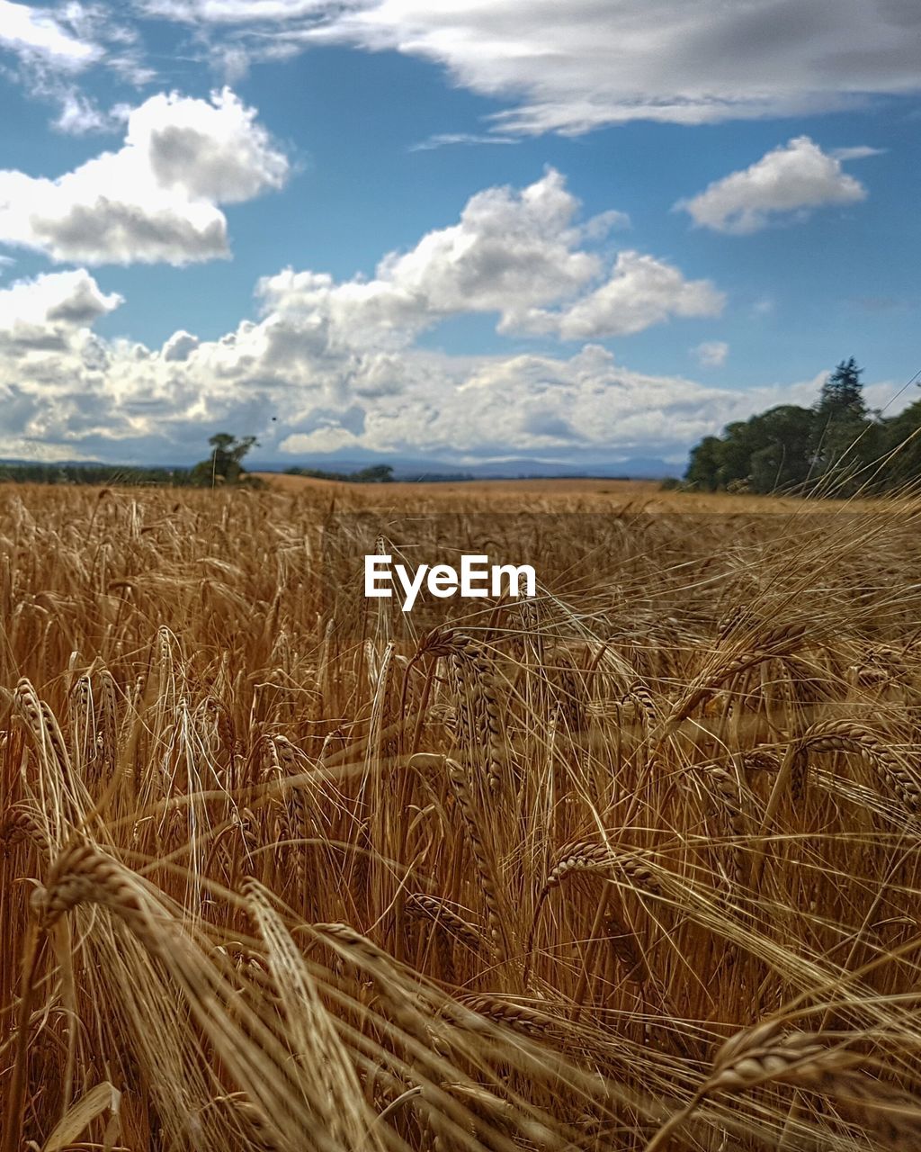 Scenic view of wheat field against sky