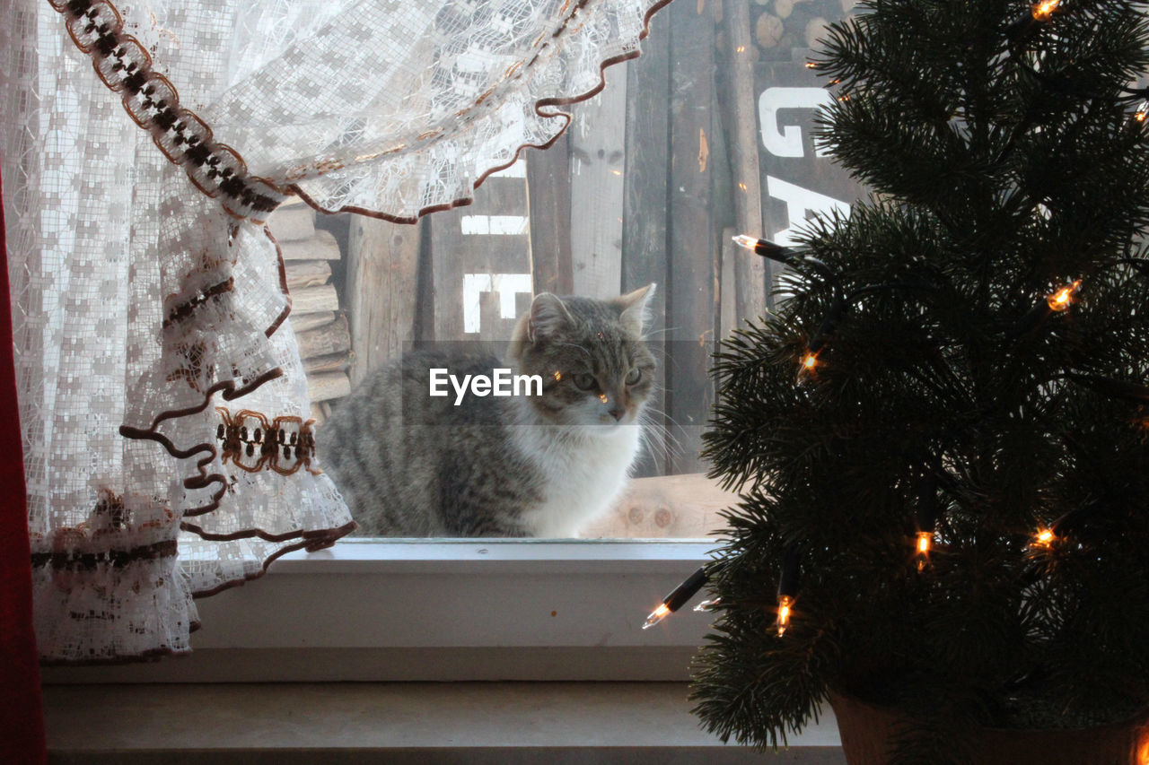 Cat looking at illuminated christmas tree from window