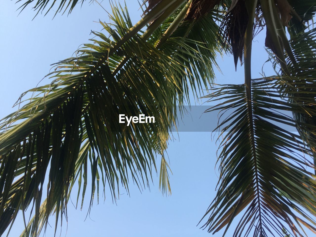 LOW ANGLE VIEW OF COCONUT PALM TREES AGAINST SKY