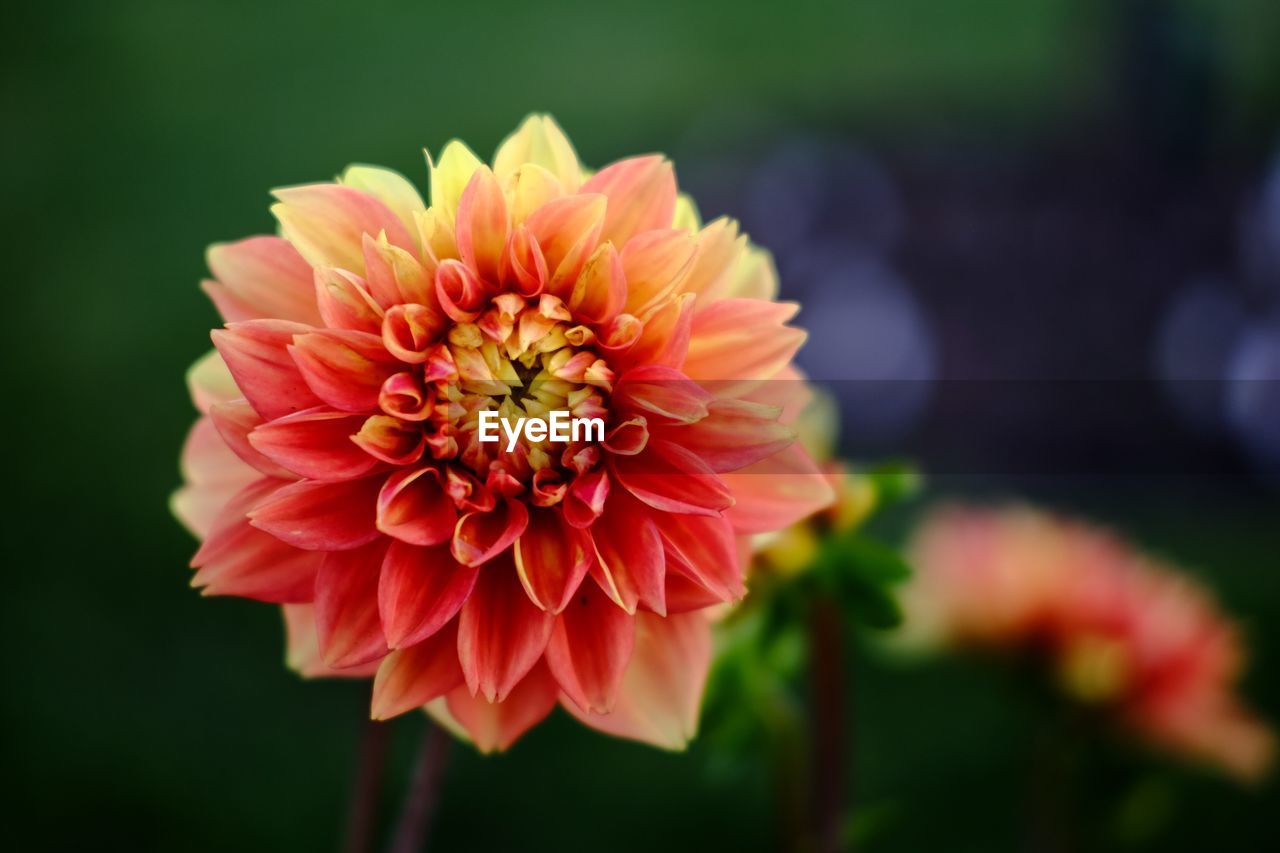 Close-up of red dahlia