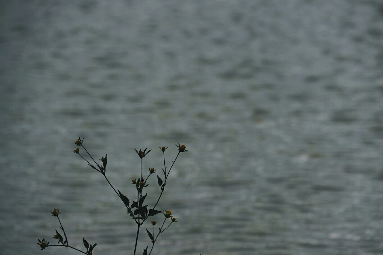 Close-up of plant against water