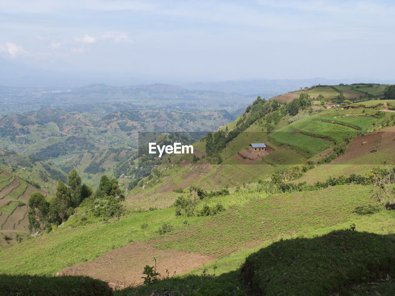 Scenic view of agricultural field against sky