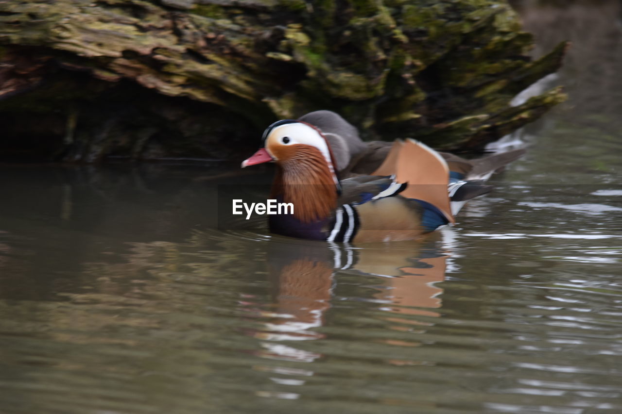 DUCK SWIMMING ON LAKE