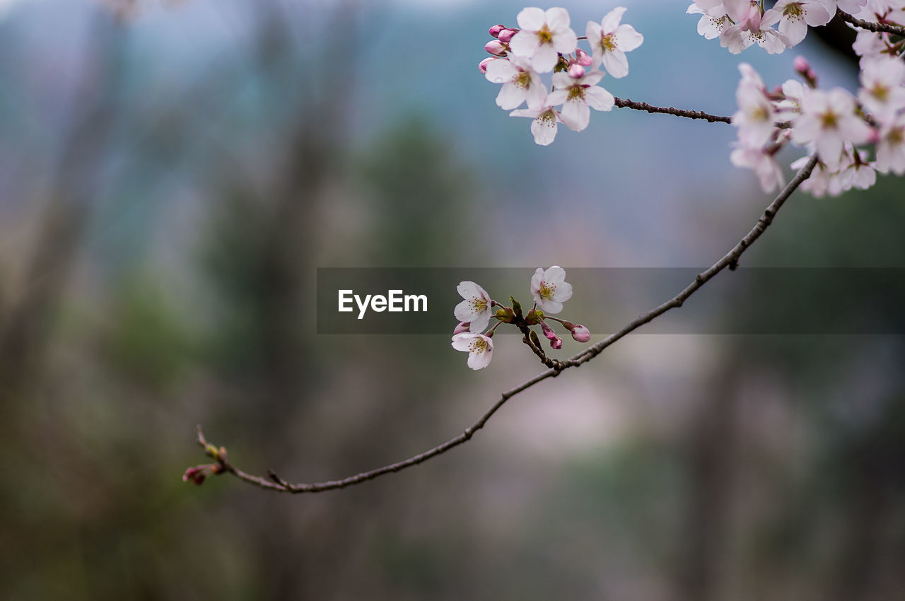 CLOSE-UP OF CHERRY BLOSSOM