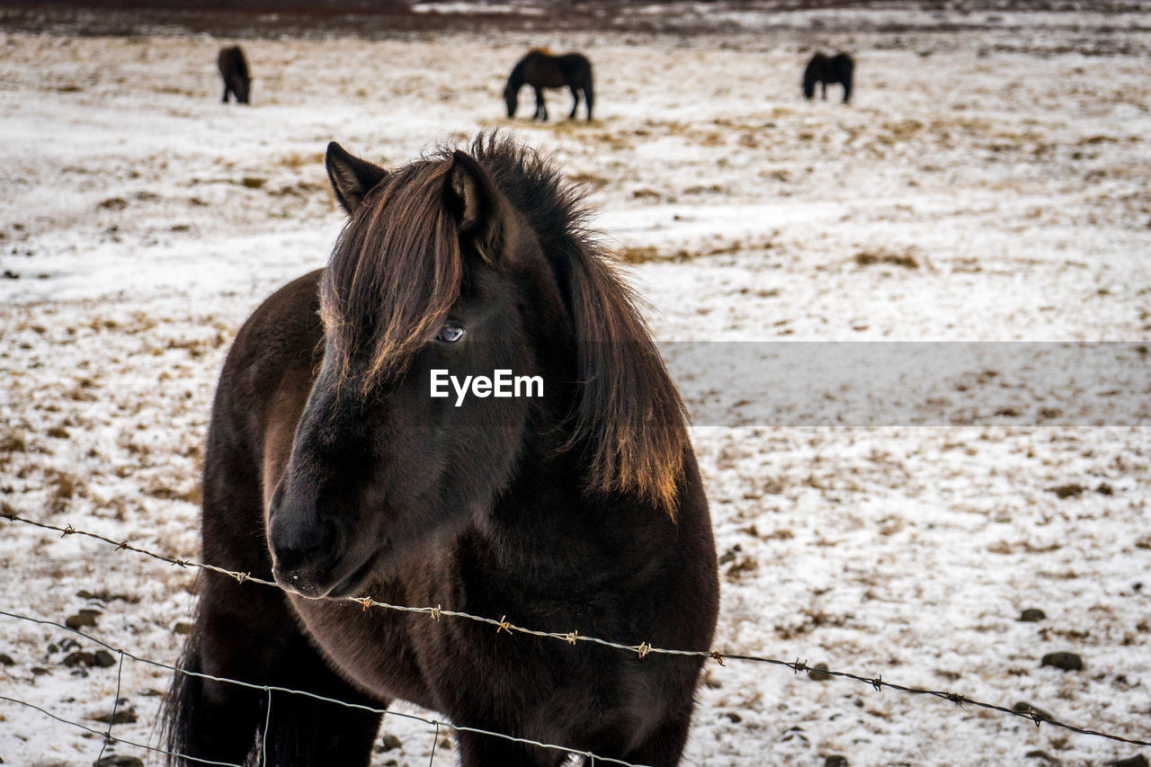 A beautiful blond haired dark furred icelandic horse, with others in the snow covered background