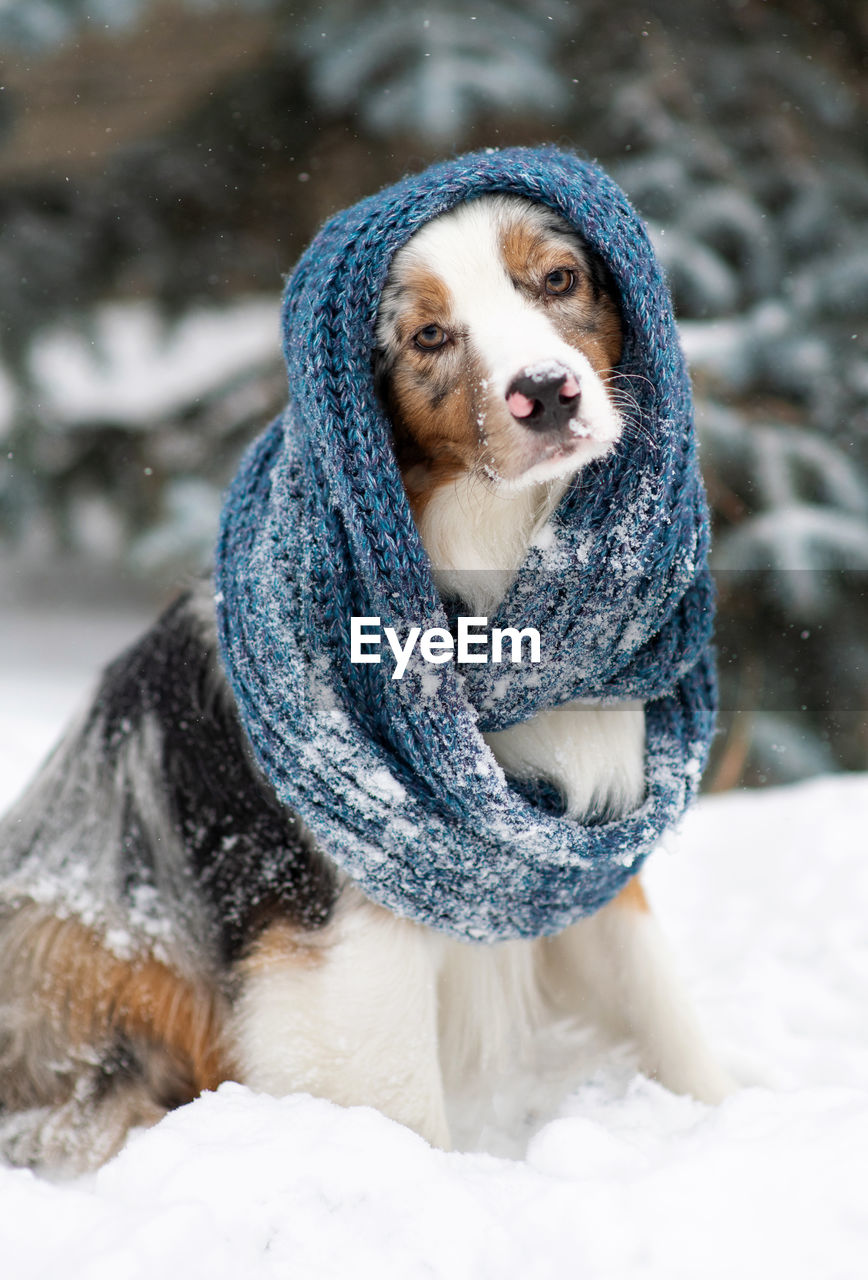 Australian shepherd in a beanie. hipster dog. chilly puppy in a knitted hat sits outside, snow