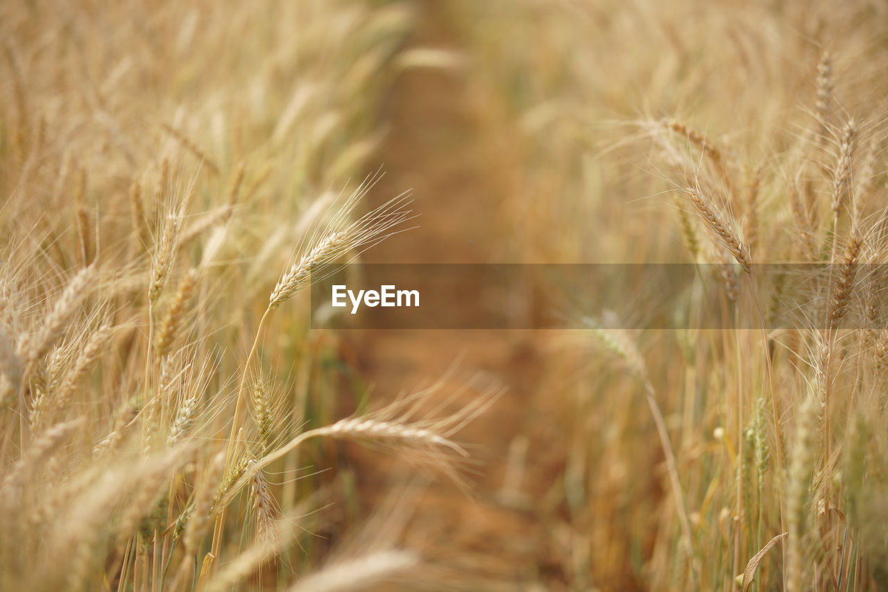 CLOSE-UP OF WHEAT GROWING IN FIELD