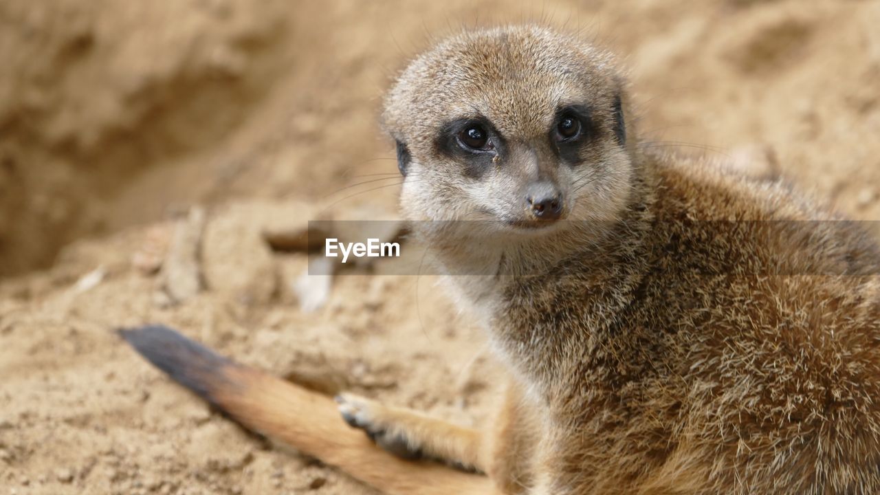 Close-up of an meerkat