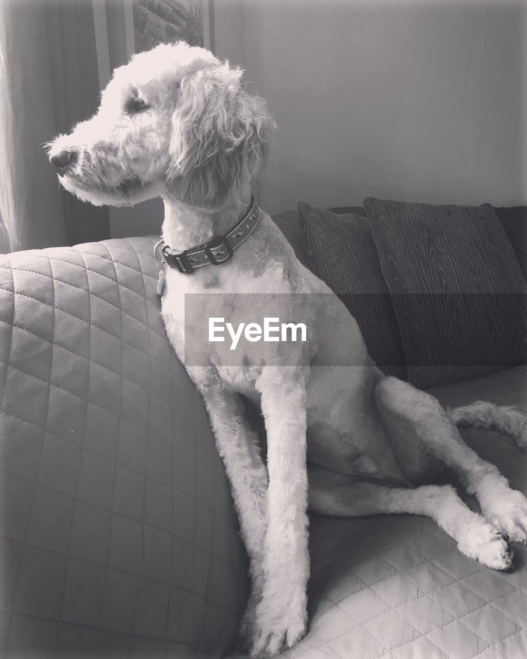 DOG LOOKING AWAY WHILE SITTING ON SOFA