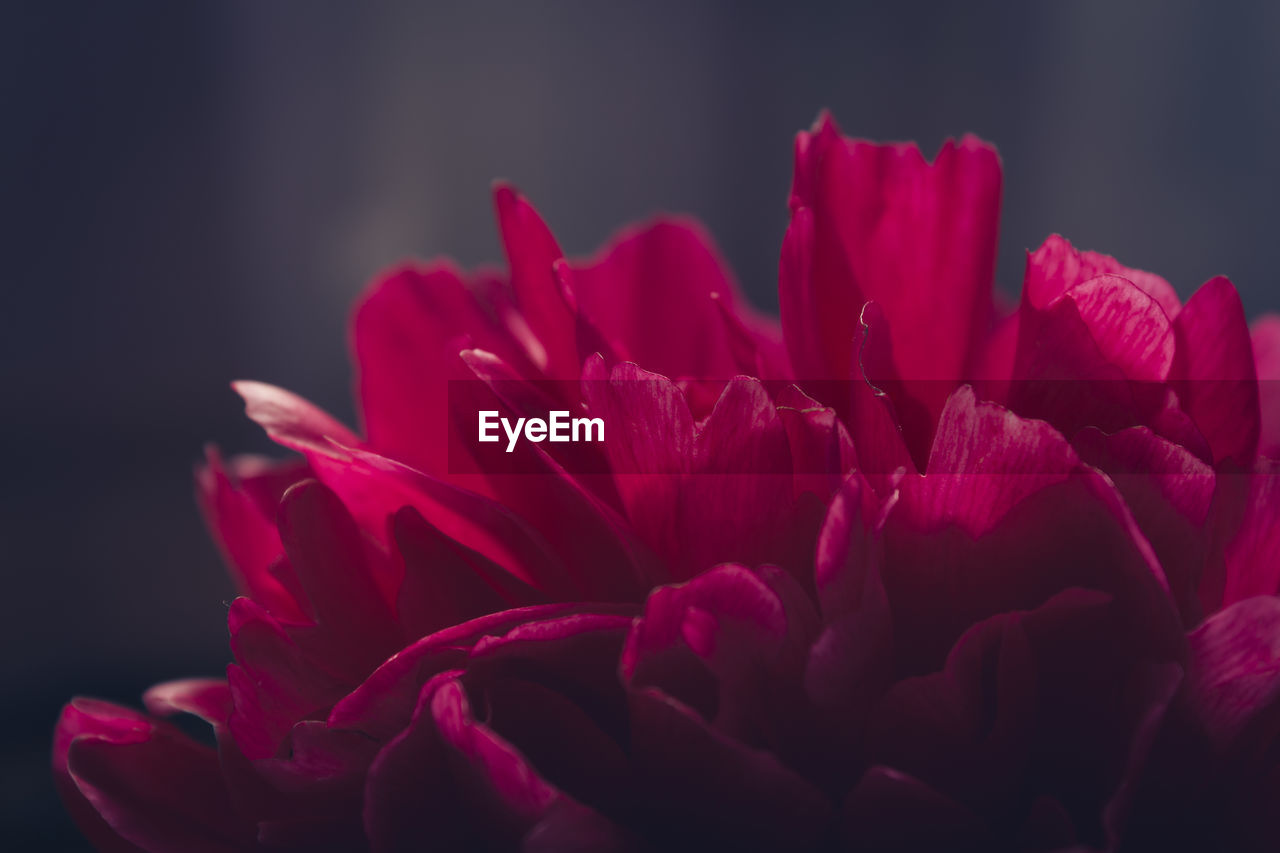 Close-up of pink flowers blooming outdoors