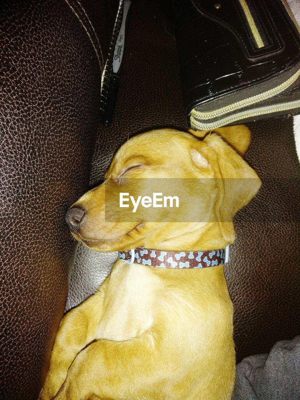 CLOSE-UP OF DOG RELAXING ON SOFA