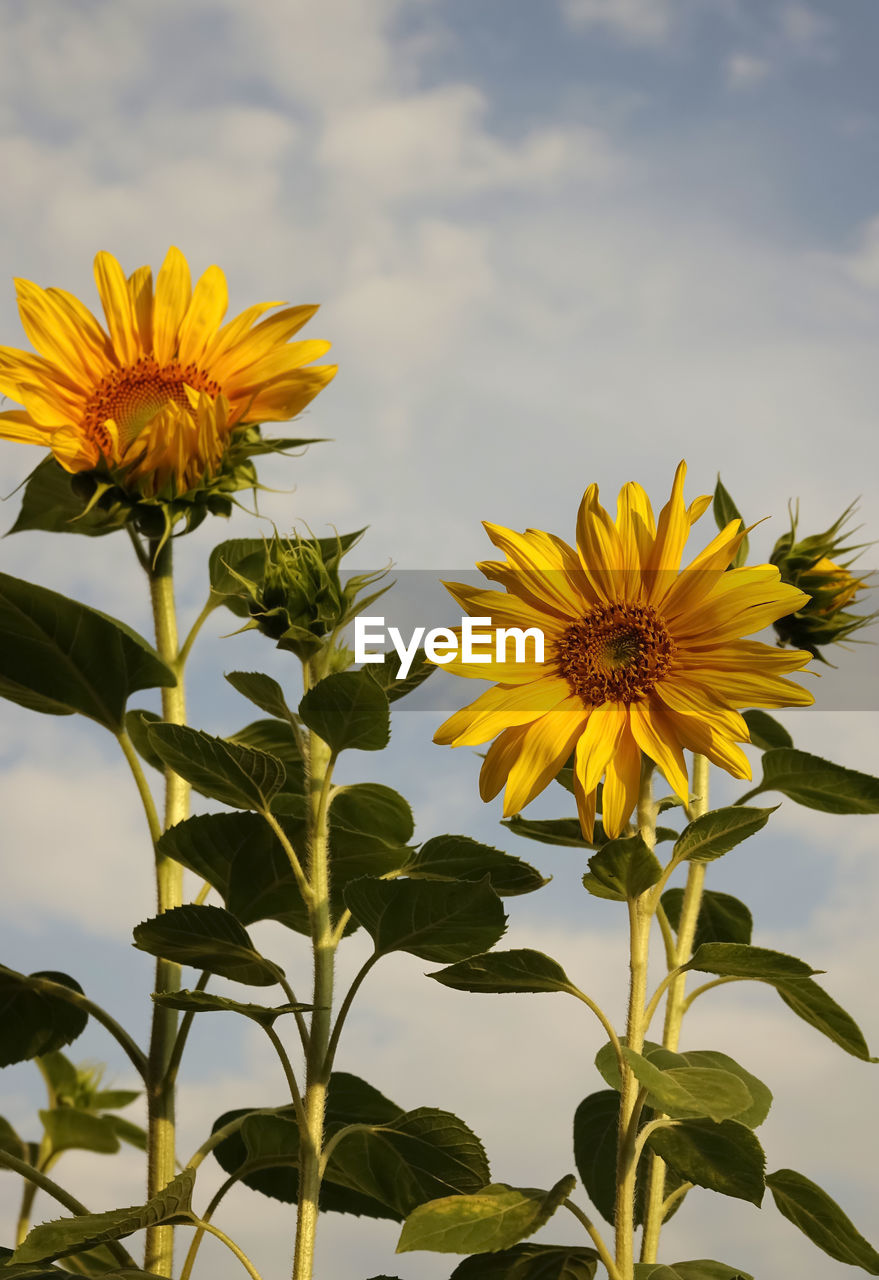 Close-up of yellow flowering plant against sky