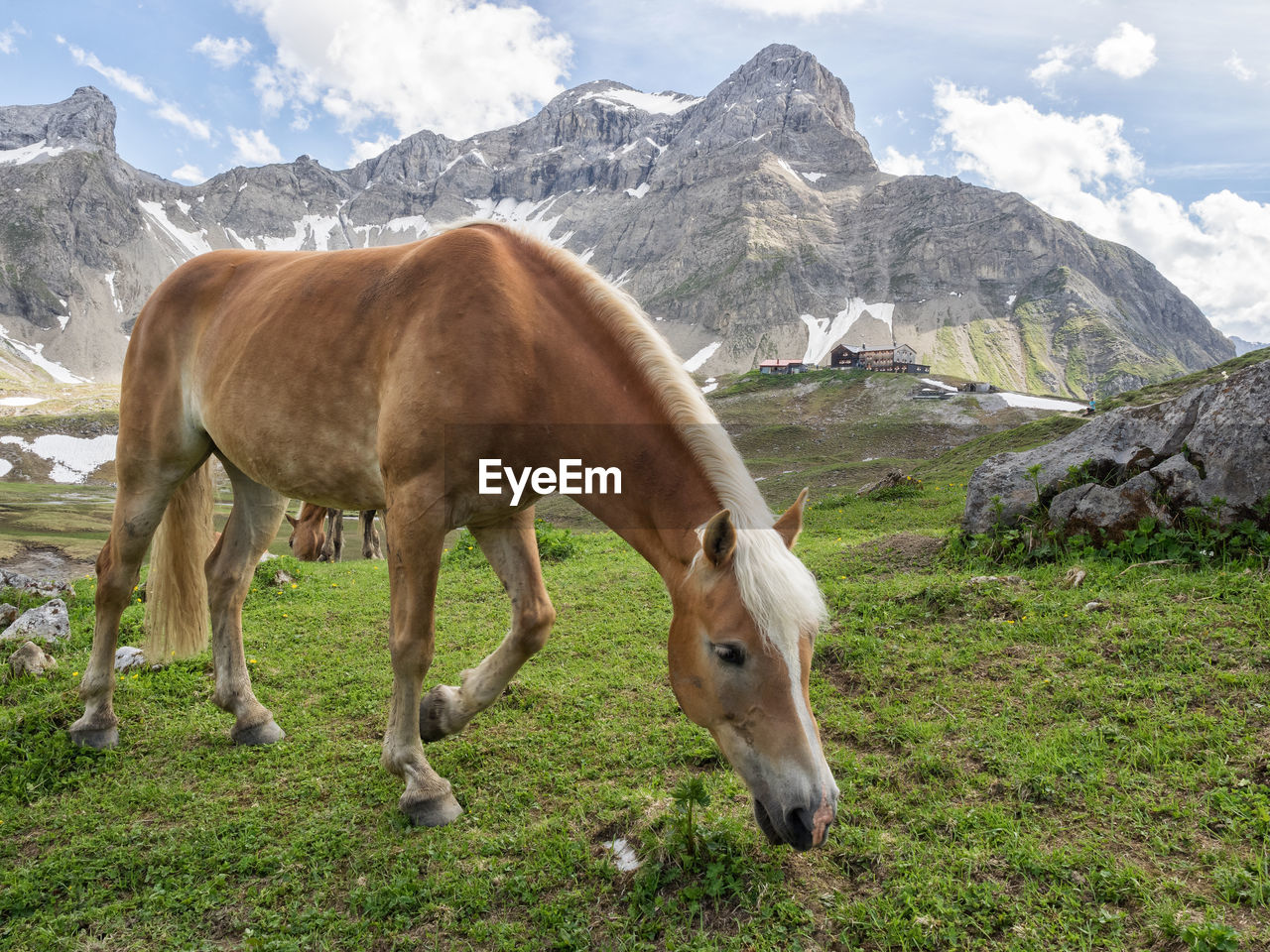 HORSE GRAZING ON FIELD AGAINST MOUNTAIN