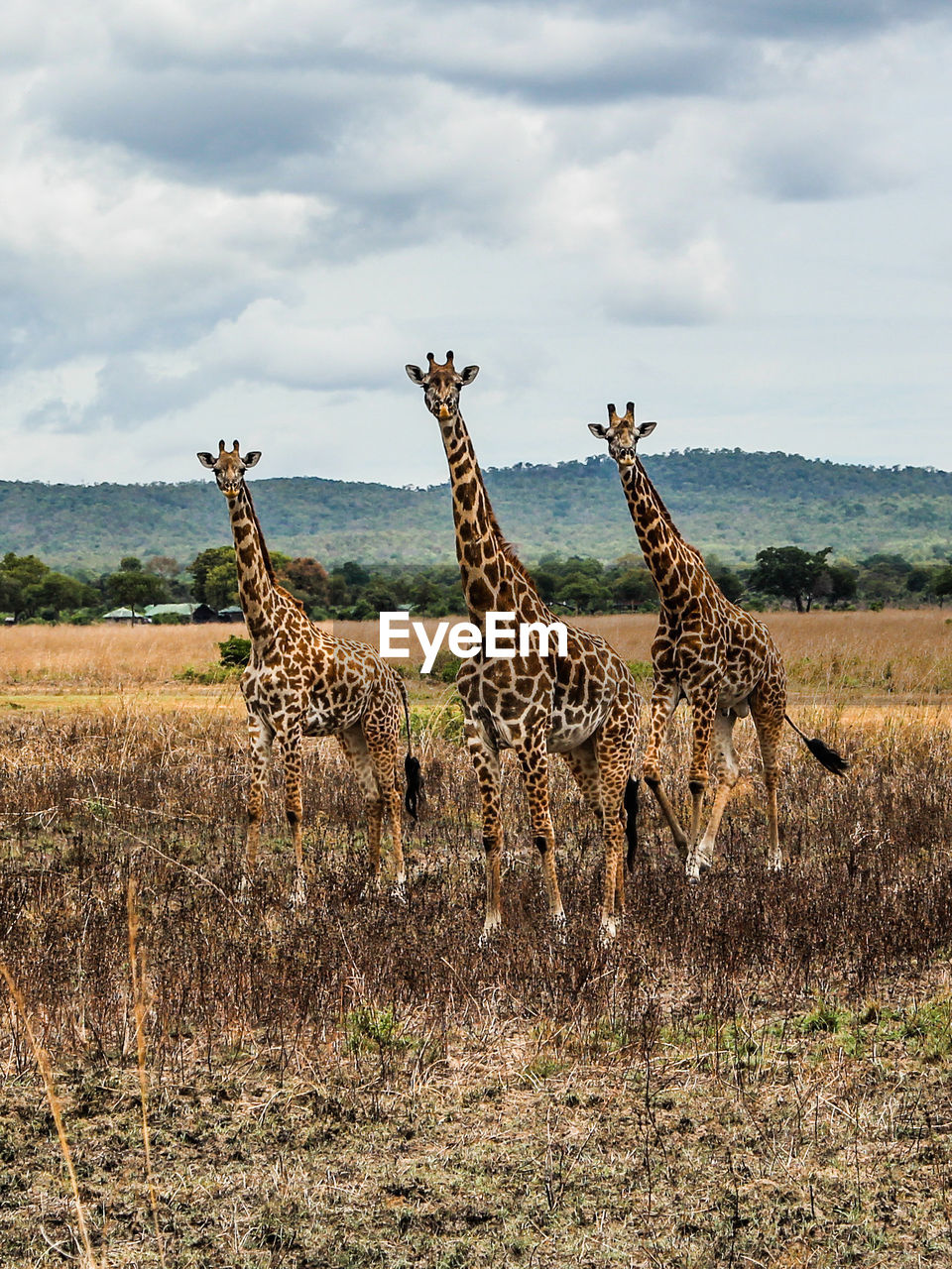 Wild african giraffes in mikumi national park in tanzania in africa on safari