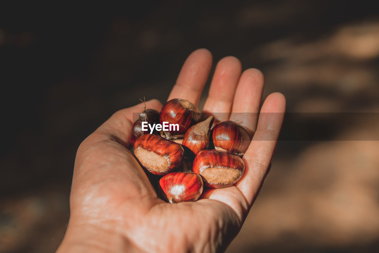 Close-up of hand holding chestnuts 