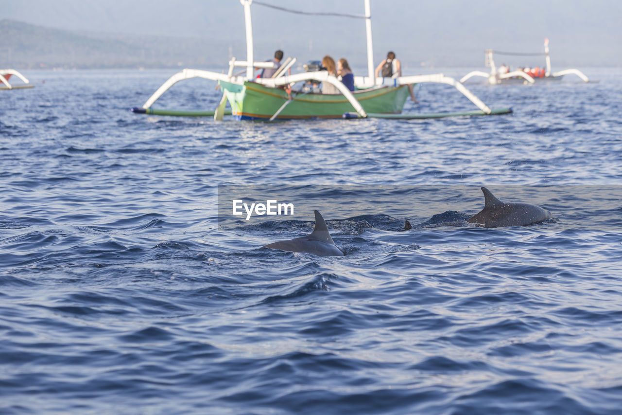 VIEW OF FISH IN SEA