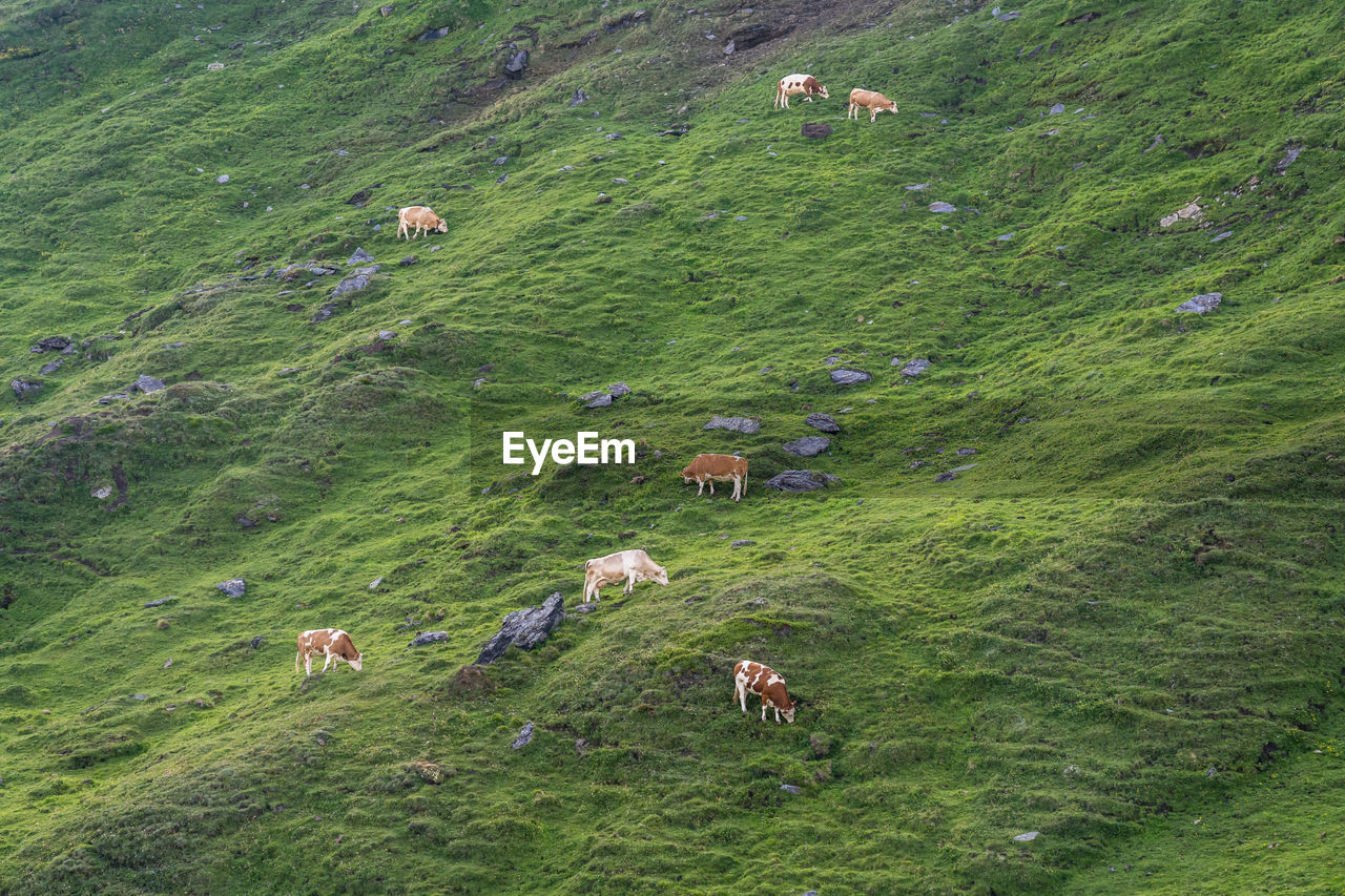 HIGH ANGLE VIEW OF SHEEP GRAZING ON FIELD