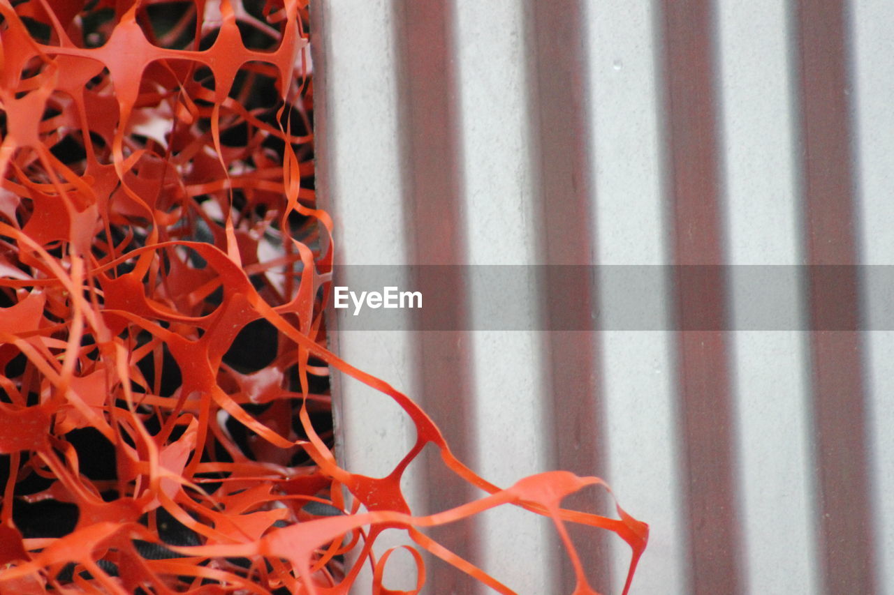 Close-up of orange tangled paper against silver metal