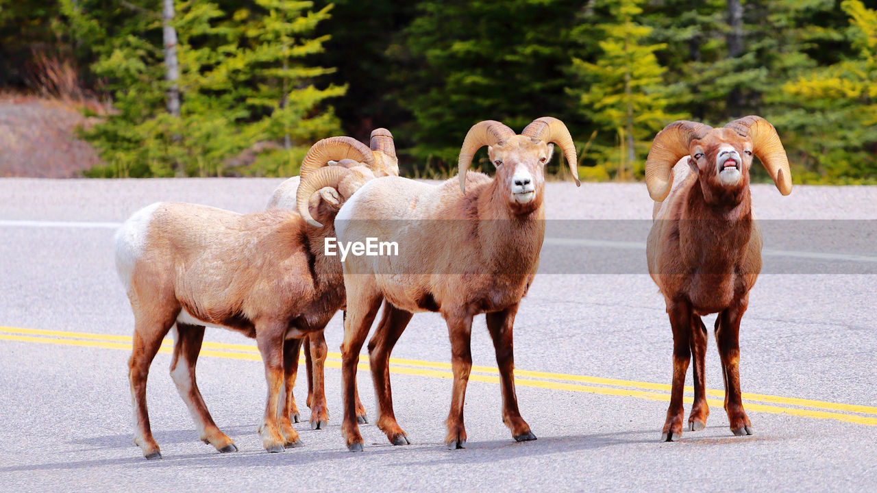 Curious big horns