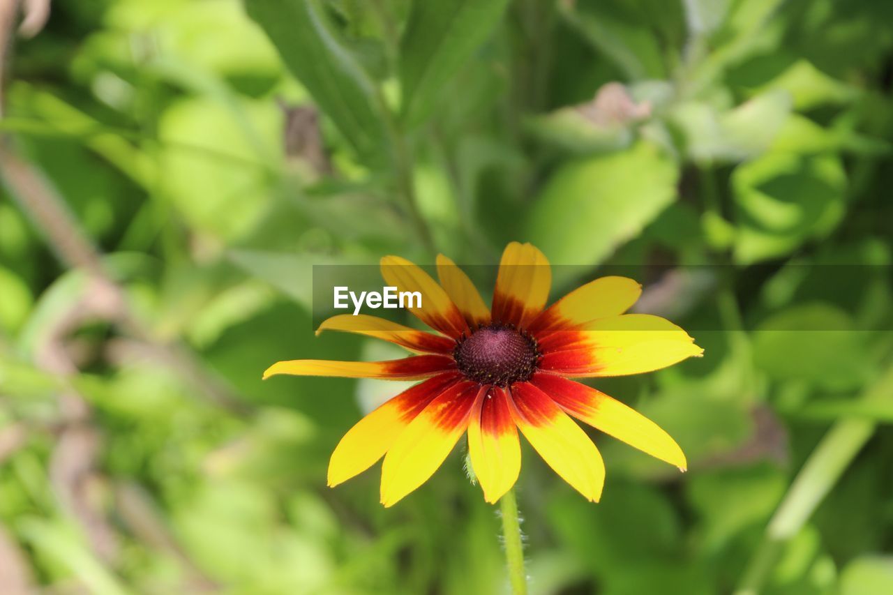 CLOSE-UP OF YELLOW FLOWER