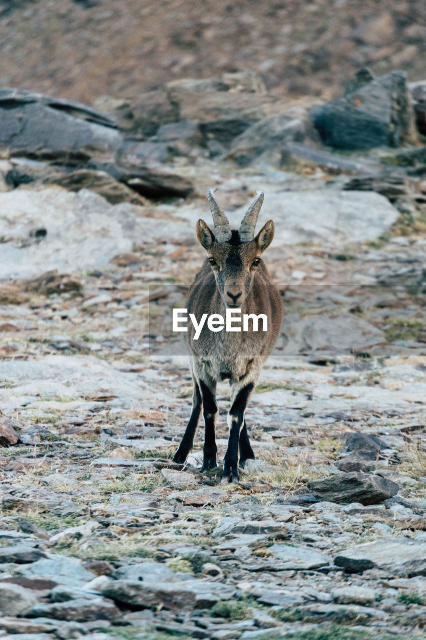 animal, animal themes, animal wildlife, wildlife, one animal, nature, mammal, no people, looking at camera, portrait, day, full length, water, outdoors, standing, antelope, front view, wilderness