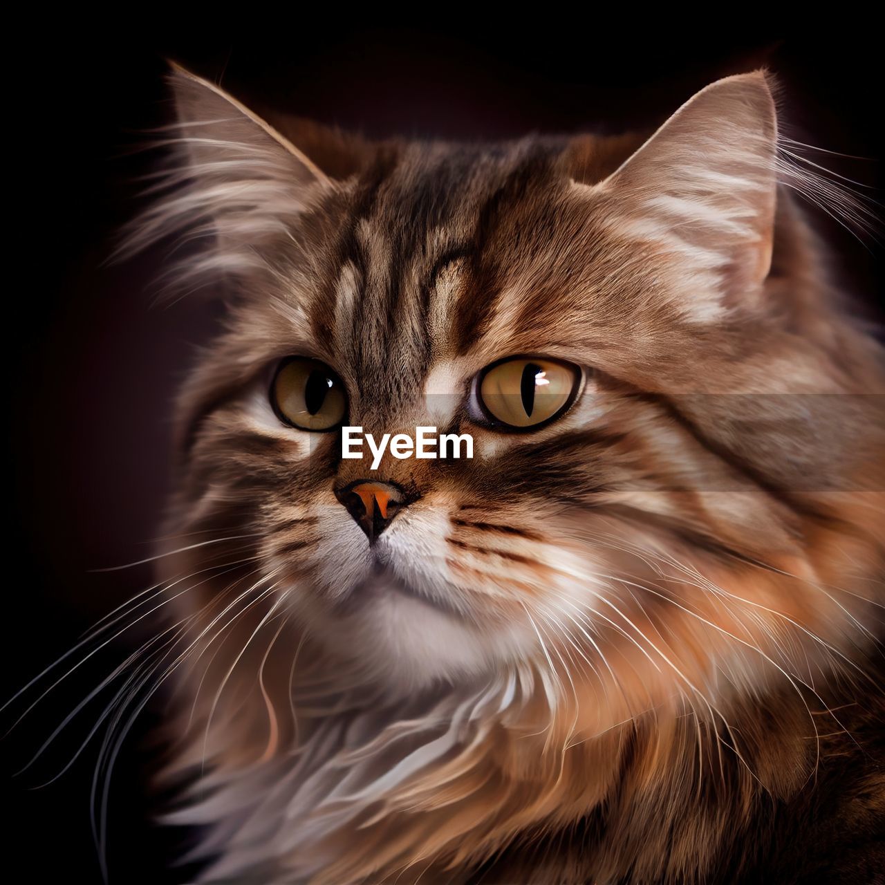 cat, pet, animal, animal themes, domestic animals, domestic cat, mammal, feline, one animal, whiskers, felidae, portrait, animal hair, small to medium-sized cats, animal body part, black background, looking at camera, close-up, domestic long-haired cat, no people, studio shot, eye, indoors, animal head, carnivore, looking, norwegian forest cat