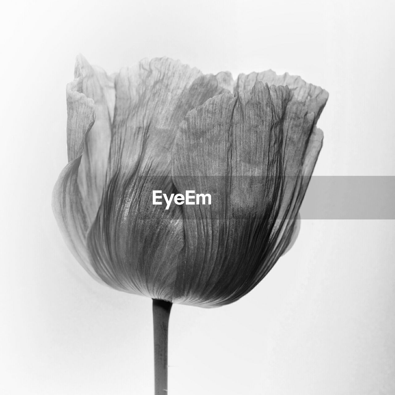 Close-up of flower against white background