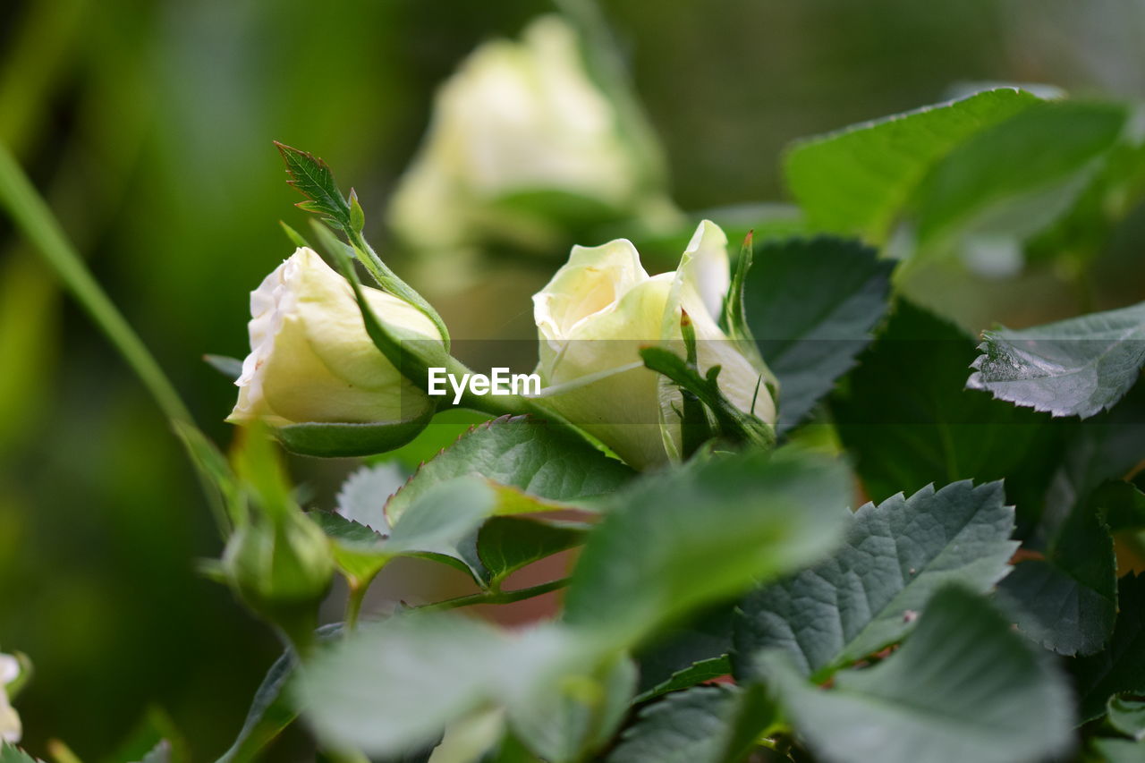 CLOSE-UP OF FLOWERING PLANT LEAVES OUTDOORS